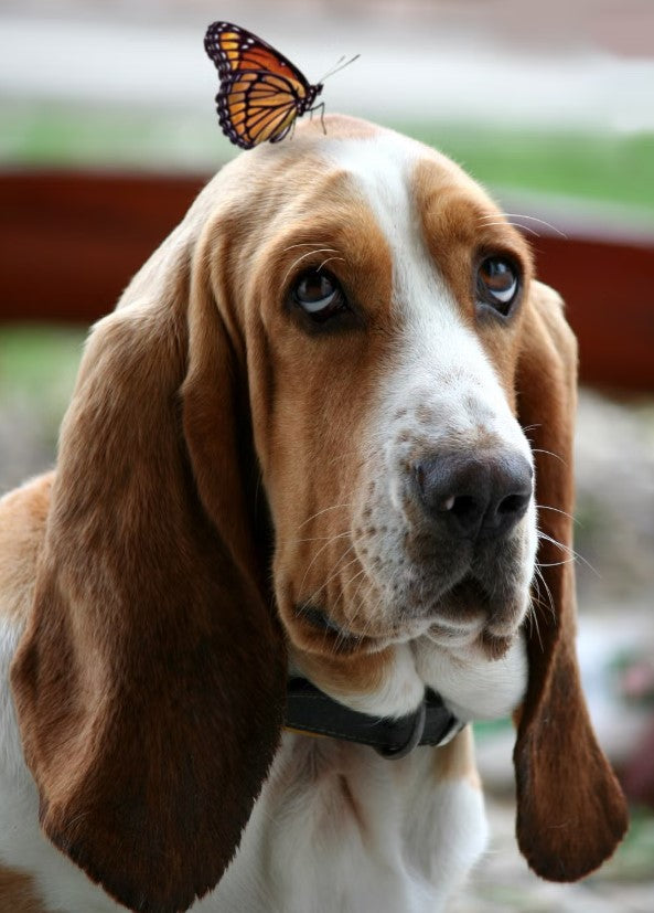 Kit Paint by Number - Basset Mariposa (60 x 40cm)